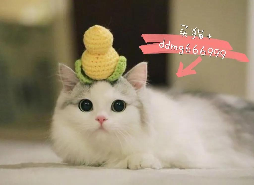 俄罗斯蓝猫多少钱一只