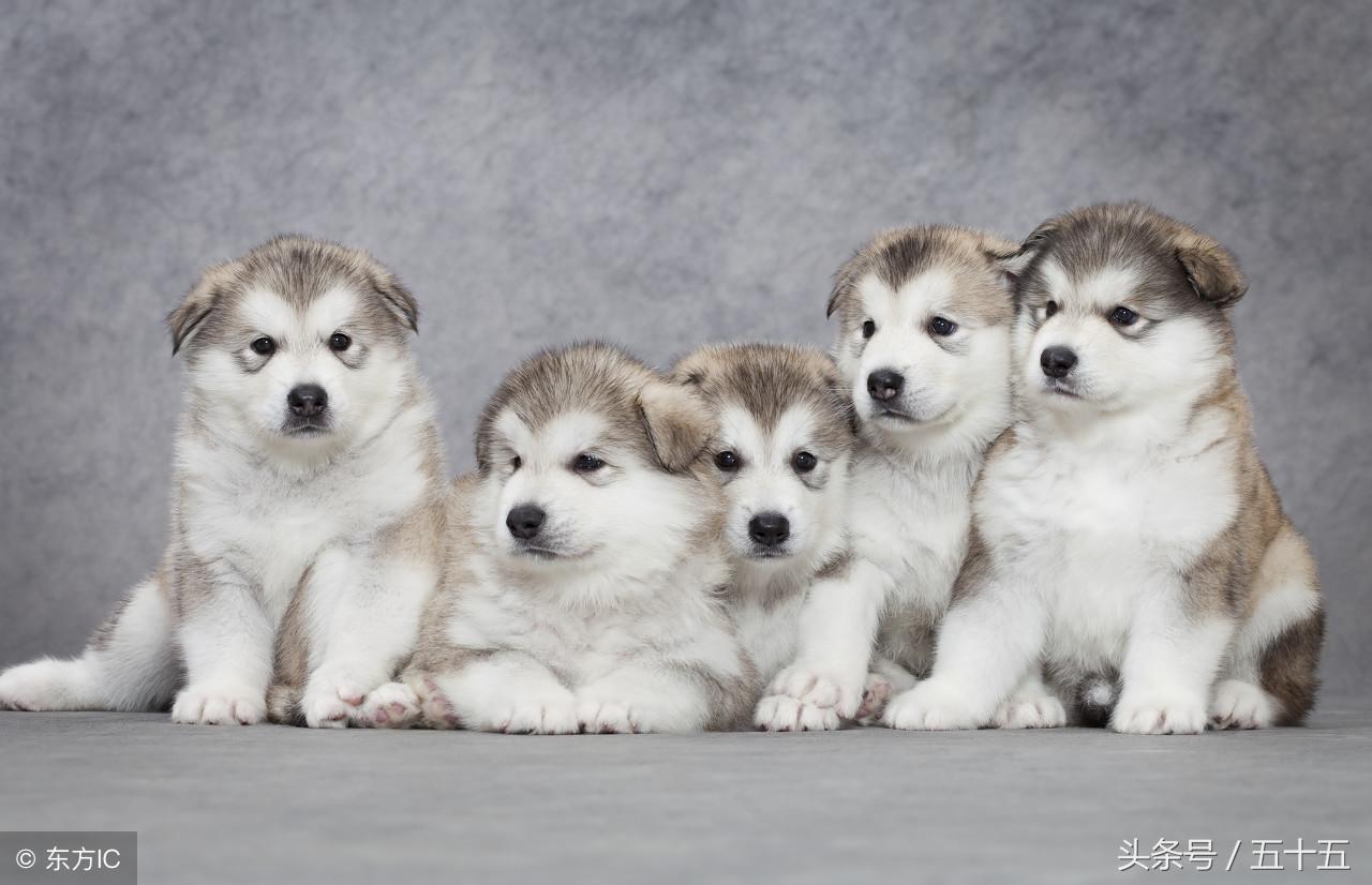 阿拉斯加什么颜色最贵(不纯的阿拉斯加犬多少钱一只）
