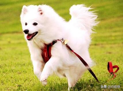 银狐犬一只多少钱