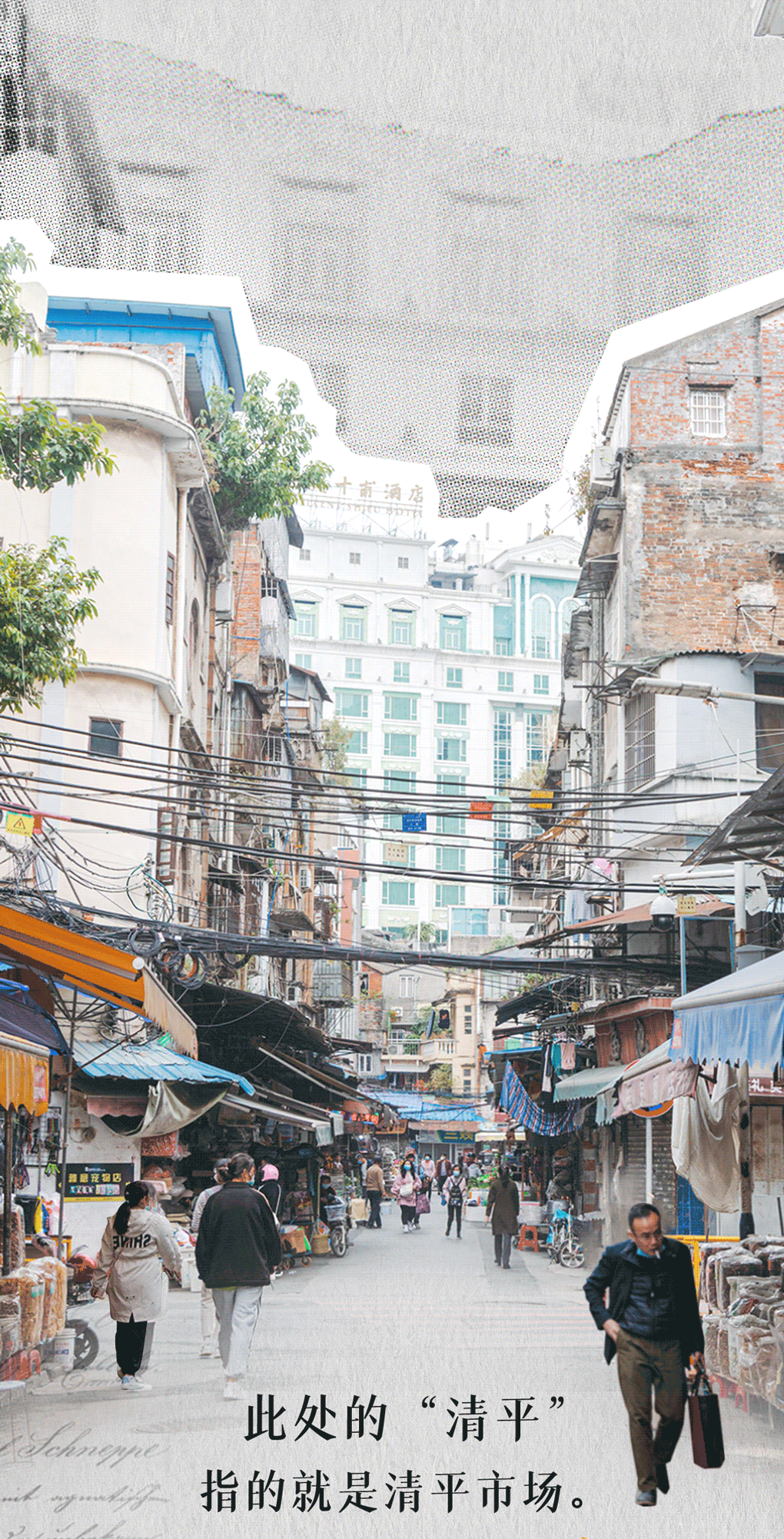 广州宠物猫市场在哪里