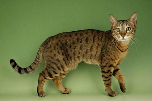 豹纹猫纯种多少钱一只