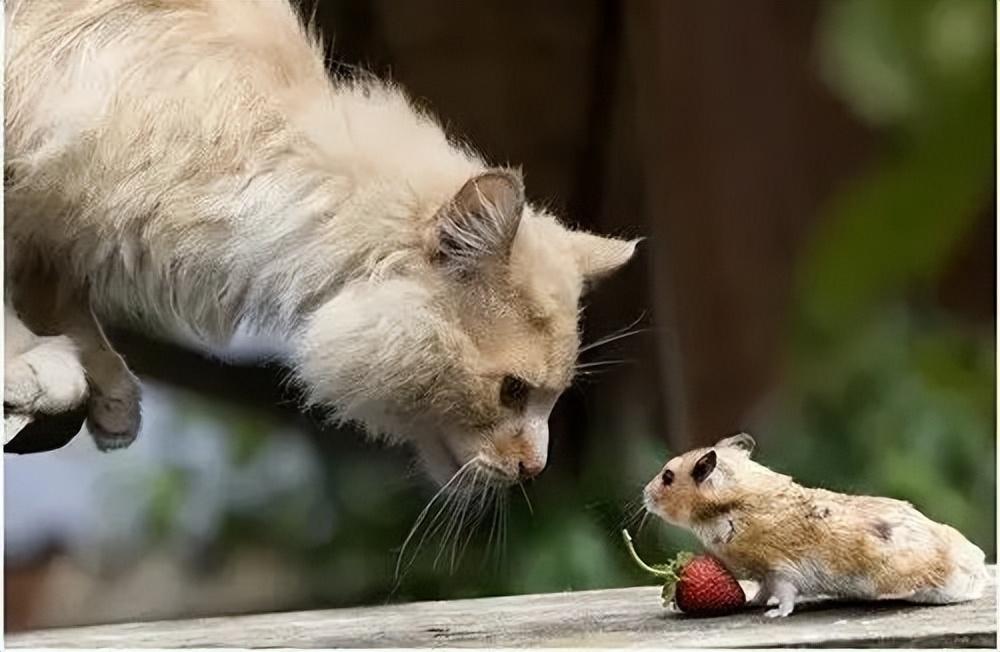 什么品种的猫抓老鼠排名第一名