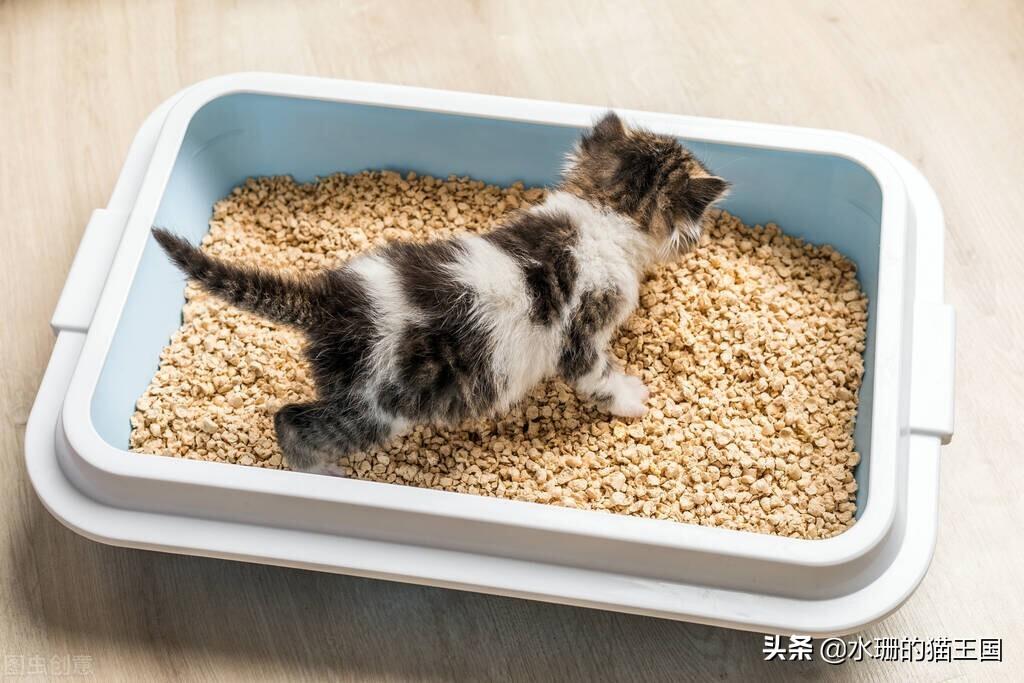 猫突然无缘无故乱尿怎么回事