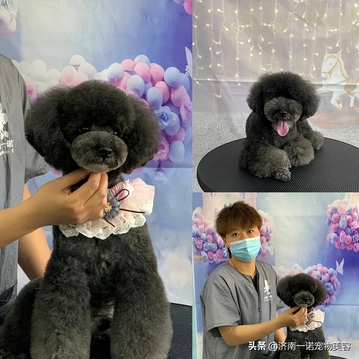 宠物造型修剪技巧