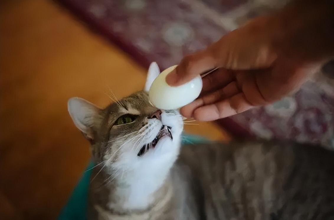 猫可以吃熟的蛋白吗