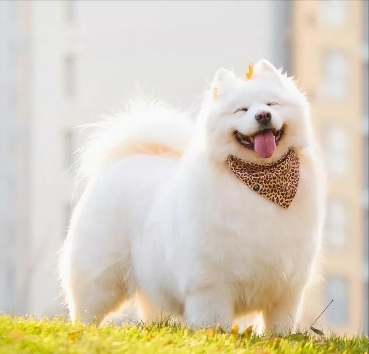 养萨摩耶犬一个月要花多少钱