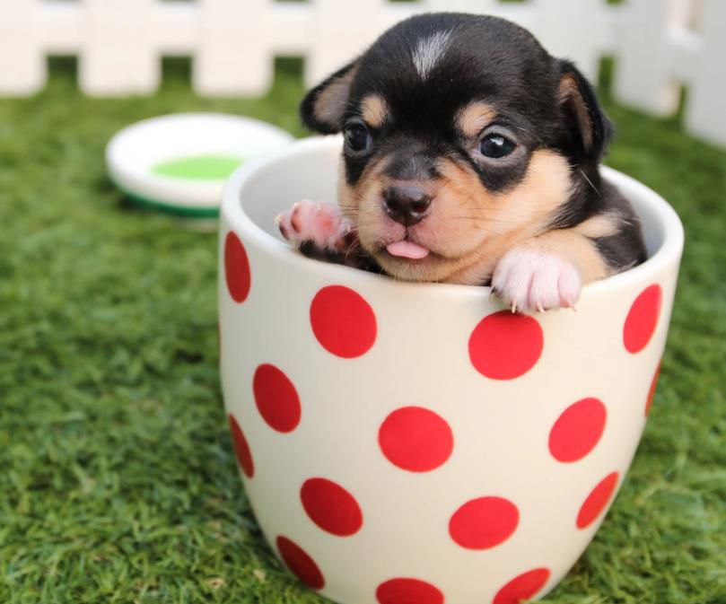 茶杯犬能长多大多少斤