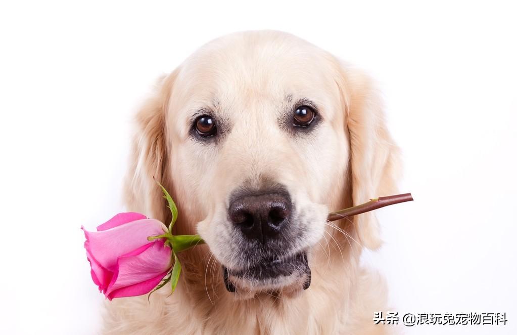 金毛犬怎么训练