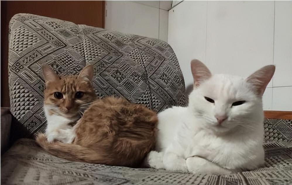 猫低沉呜呜像发怒该怎么办