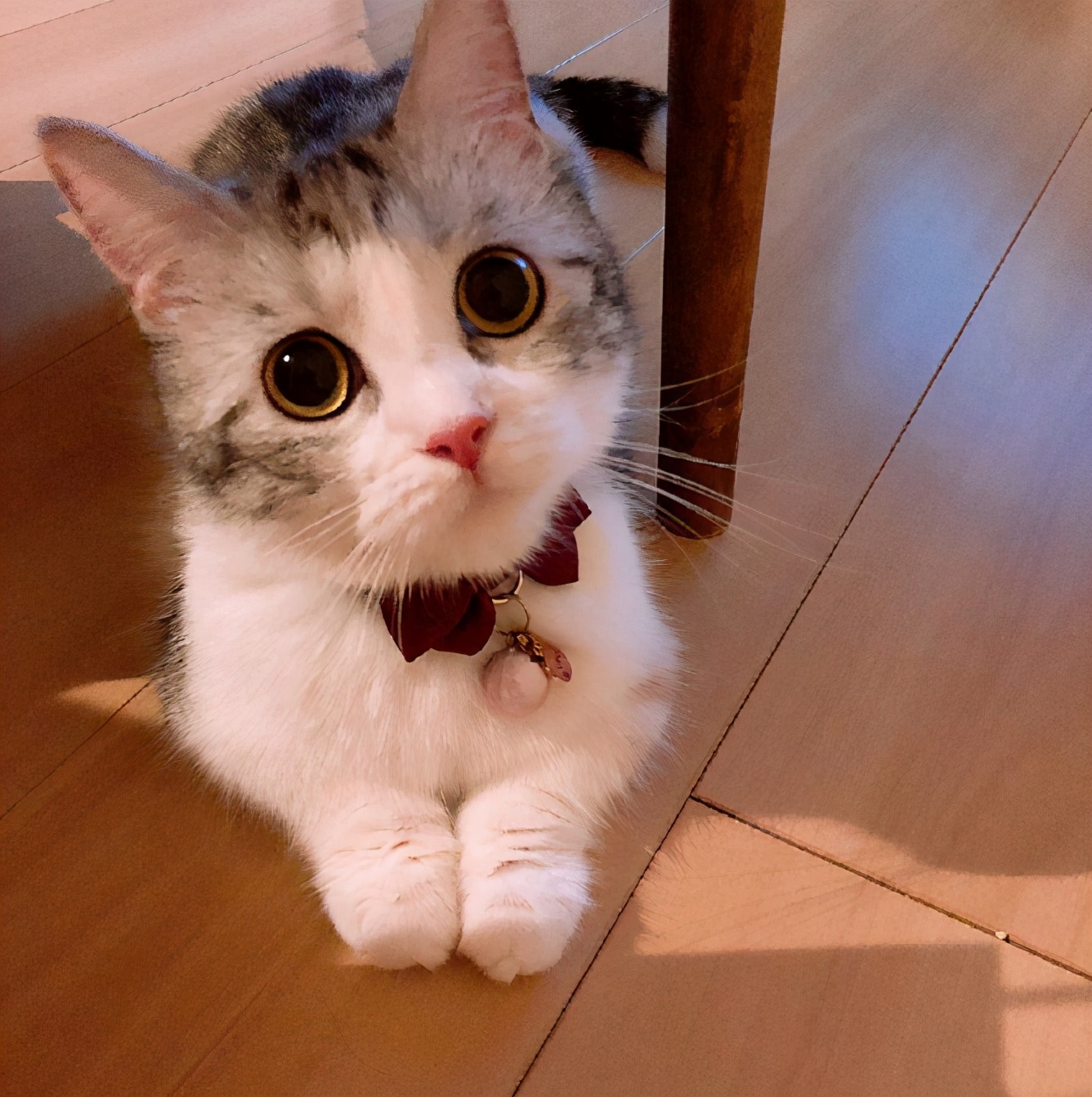 短腿猫是什么品种