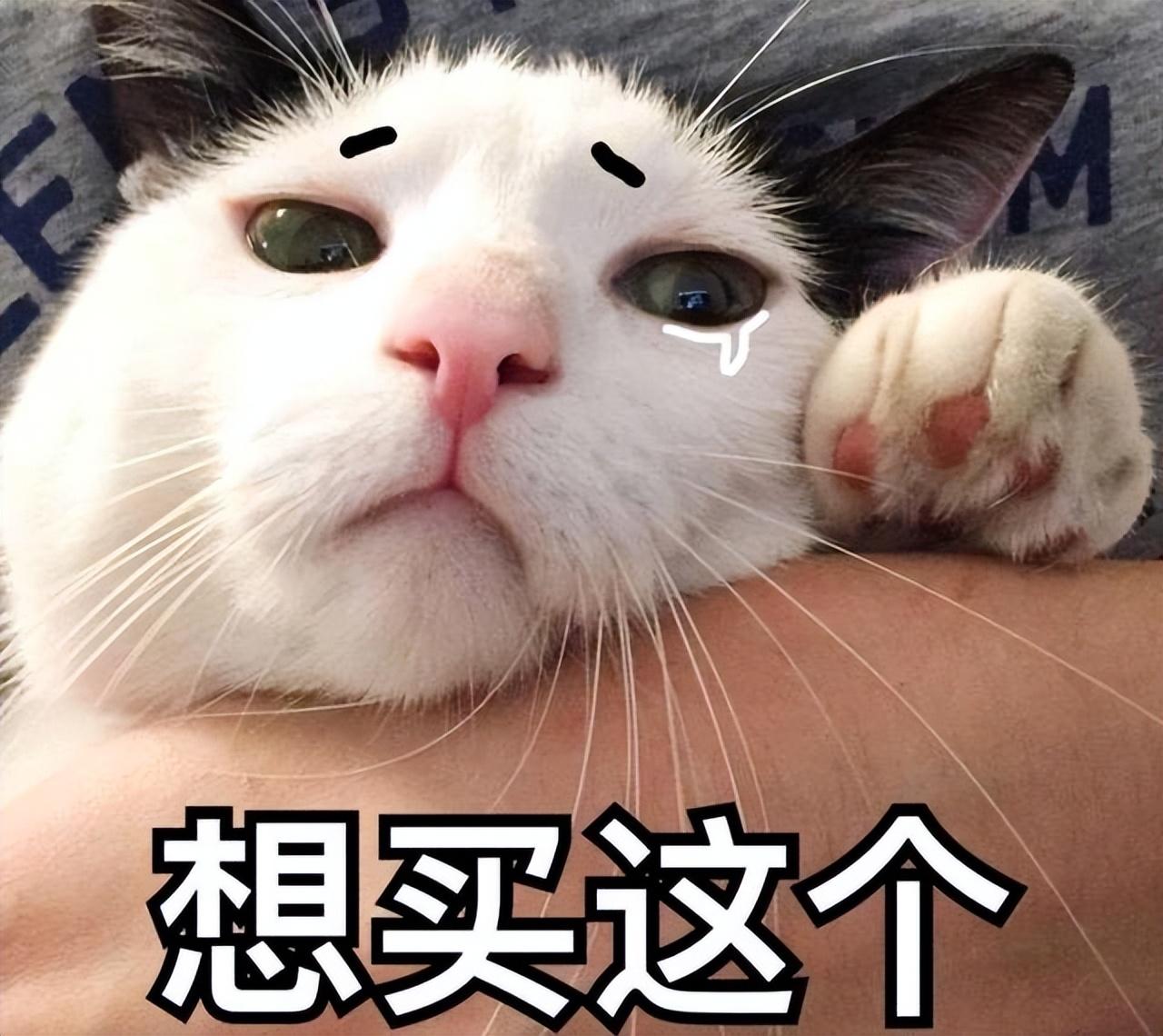为什么猫咪对逗猫棒感兴趣