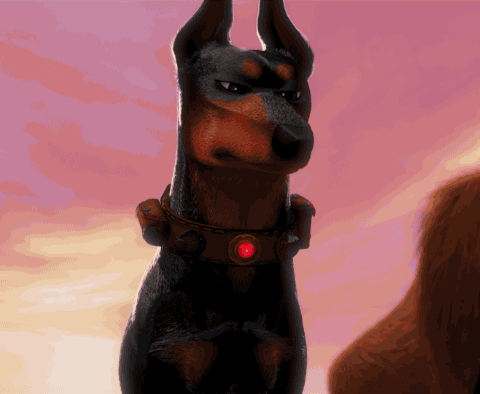 为什么杜宾的胸大