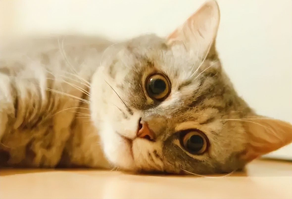 最壮实的宠物猫