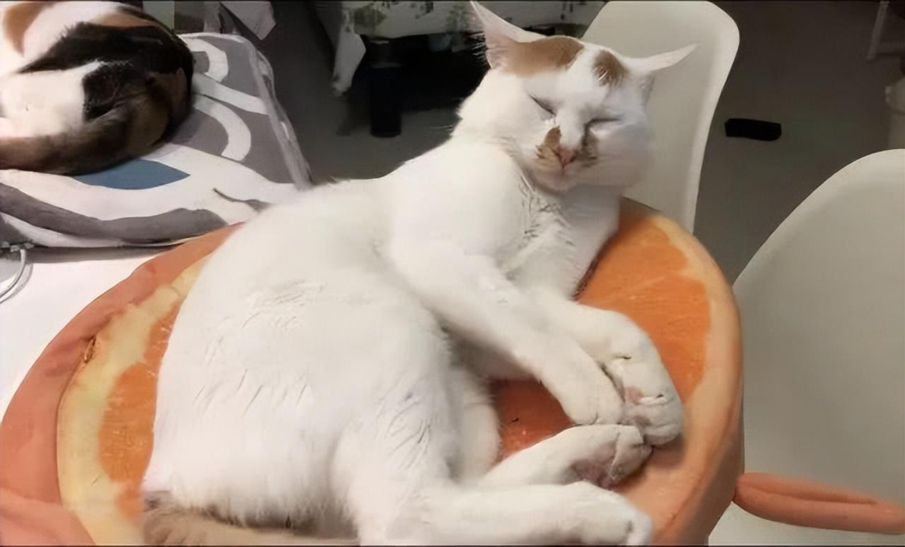 猫咪传腹症状有哪些预兆