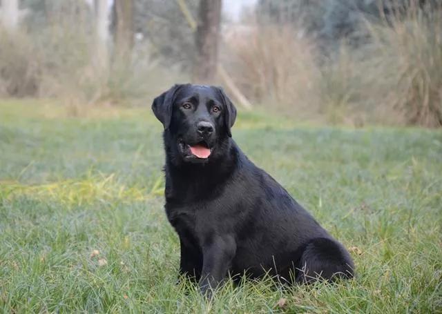 附近哪有拉布拉多卖