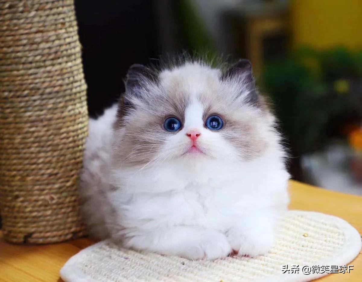 各种猫咪的品种和价格