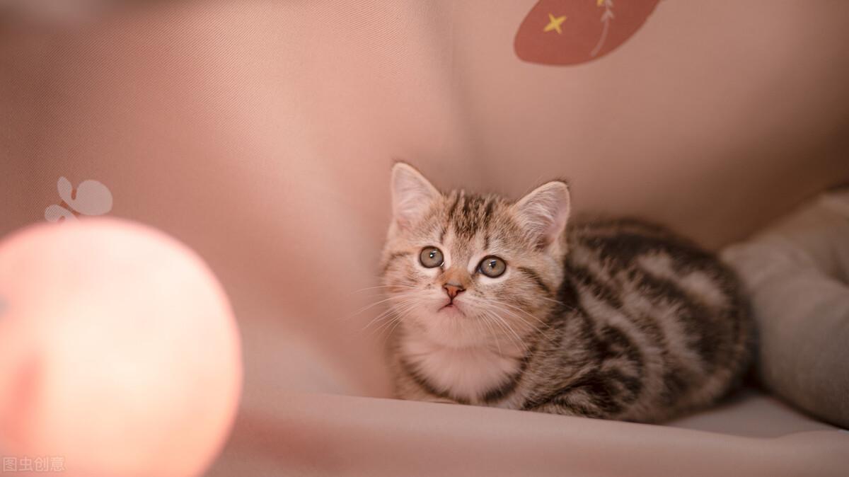 猫咪体外驱虫药什么牌子好