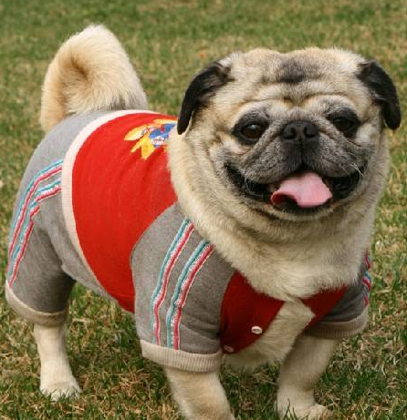 小巴哥犬怎么喂养