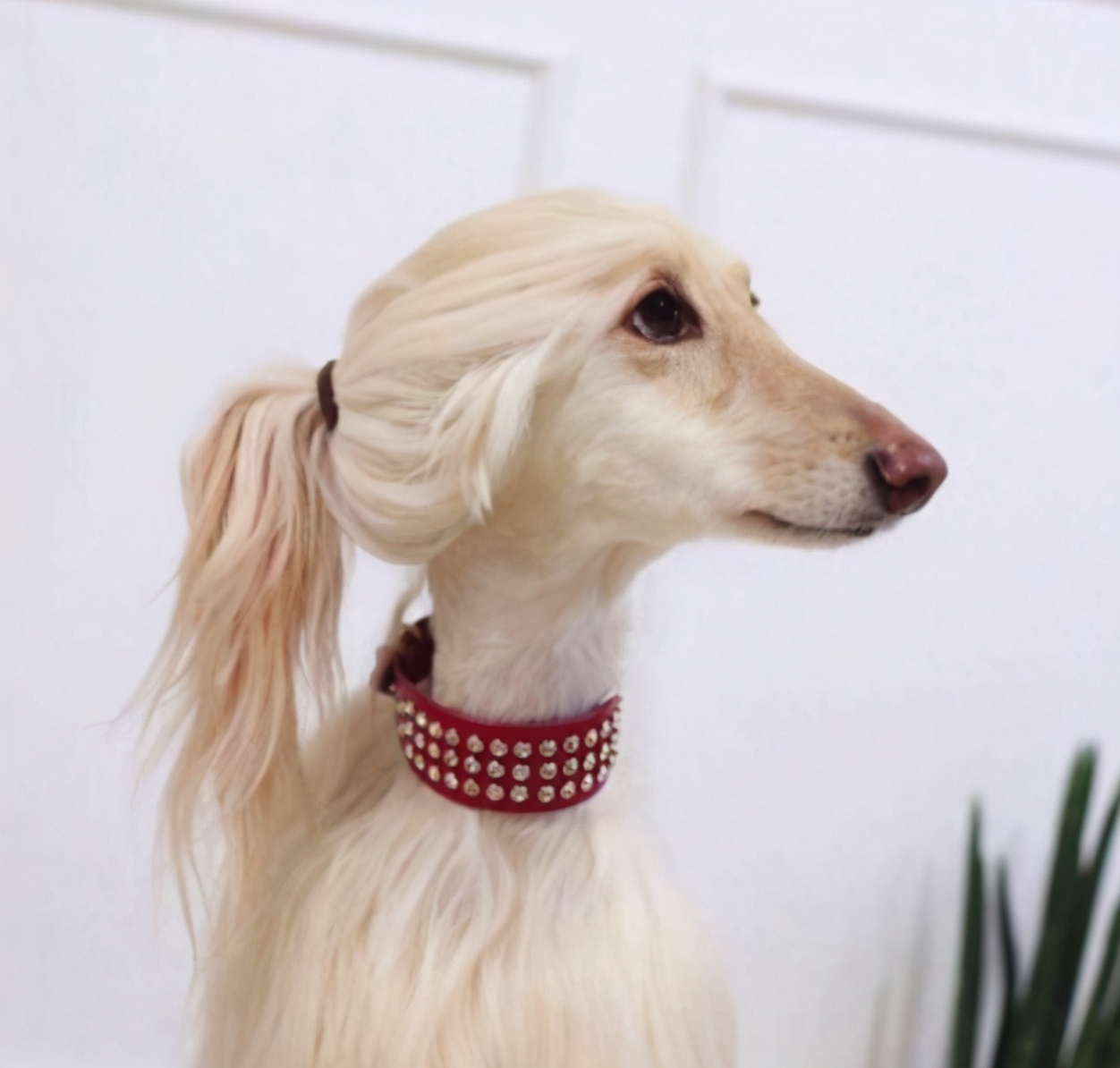 阿富汗猎犬图片