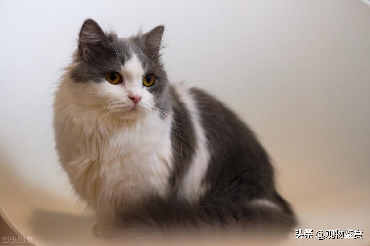 拿破仑猫是什么猫