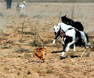 格力犬多久可以高效逮兔子