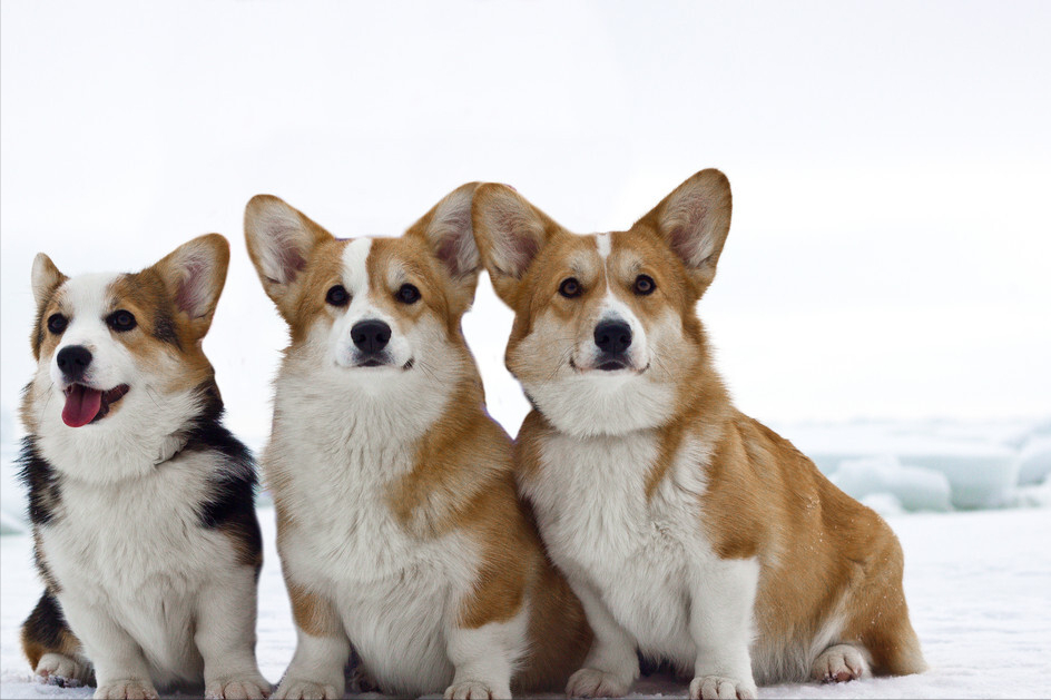 狗狗智商排名前100名