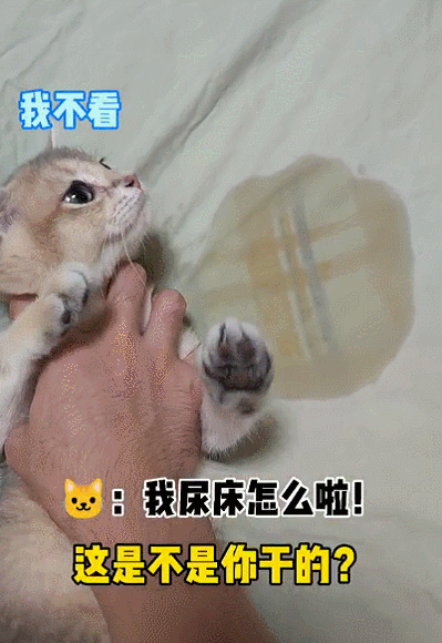 对付猫往床上尿最有效的办法