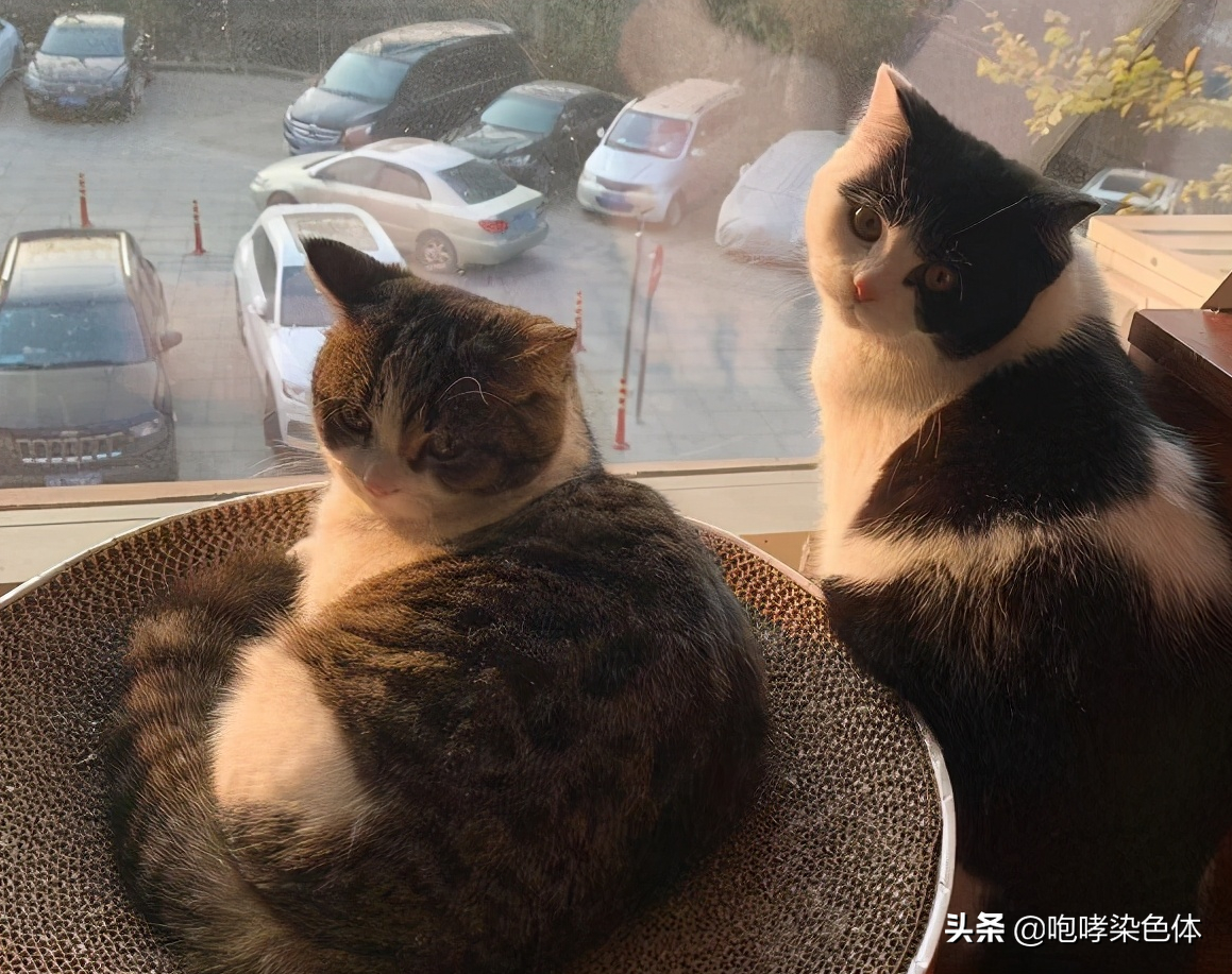 猫咪一套疫苗多少钱