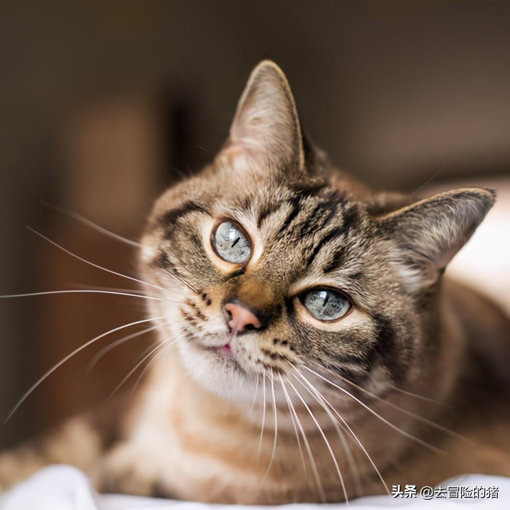 长毛虎斑猫是什么品种