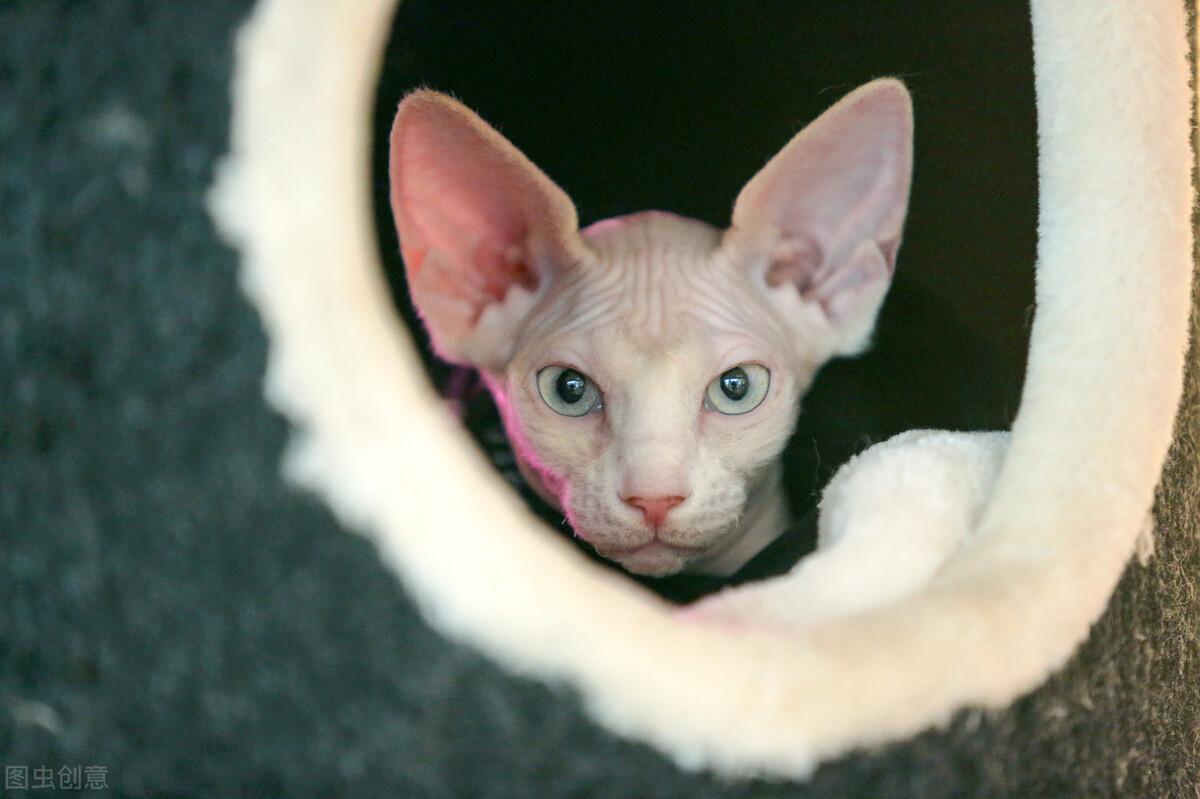 无毛猫斯芬克斯图片