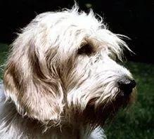 迷你贝吉格里芬凡丁犬长什么样