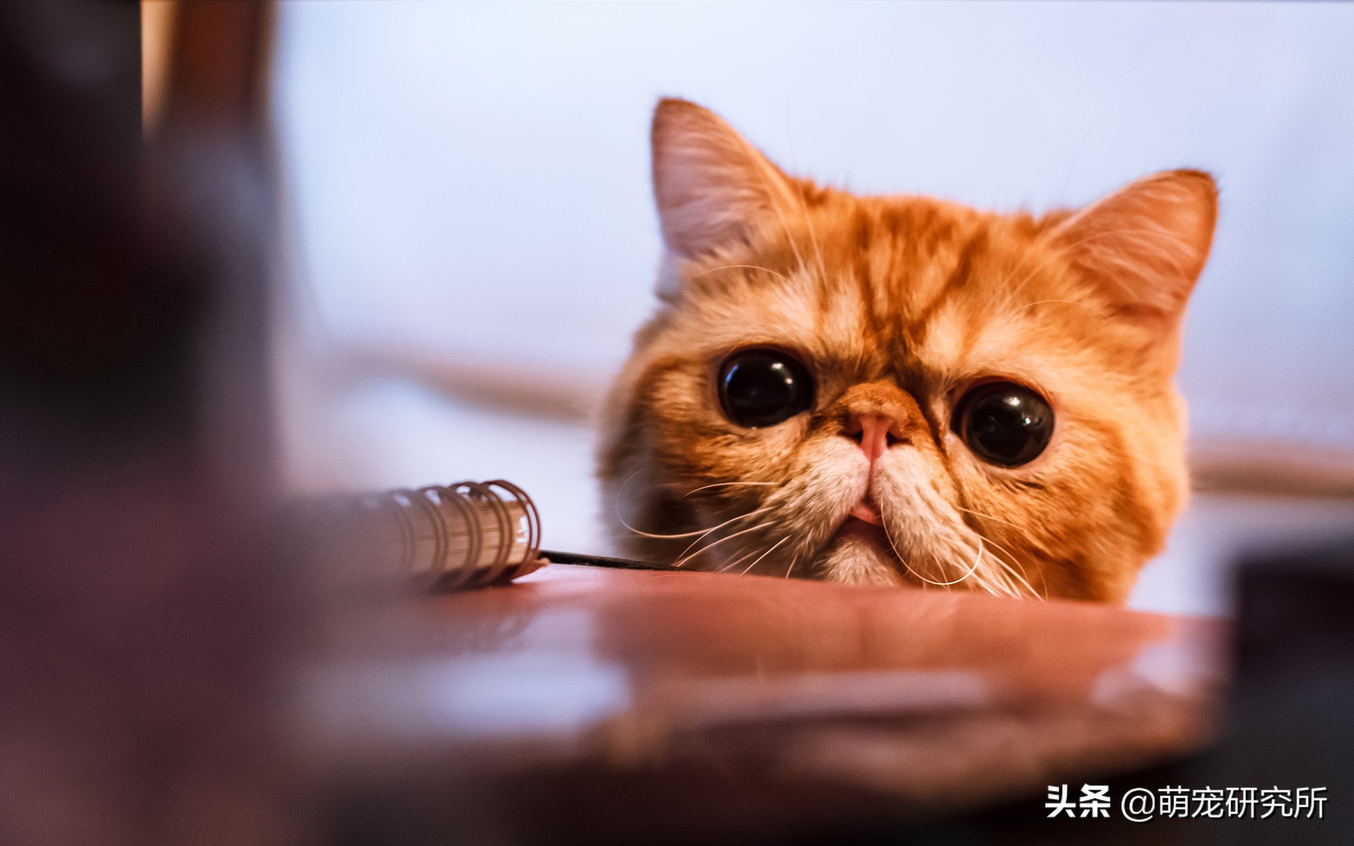 最温柔的猫猫有哪几种