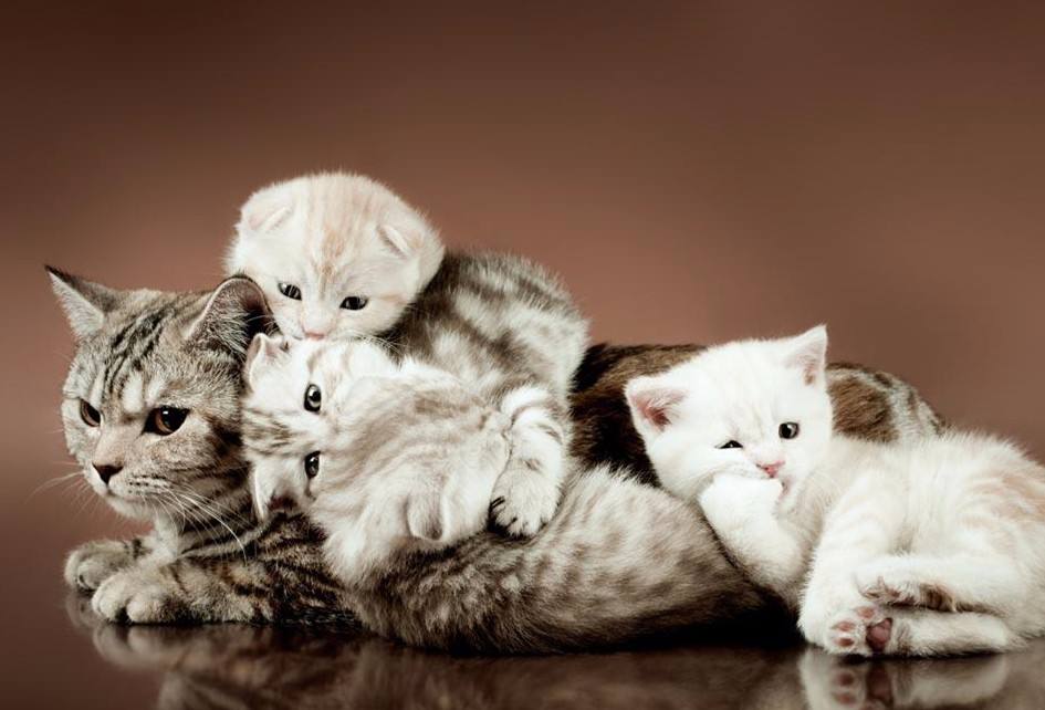 母猫难产是什么征兆