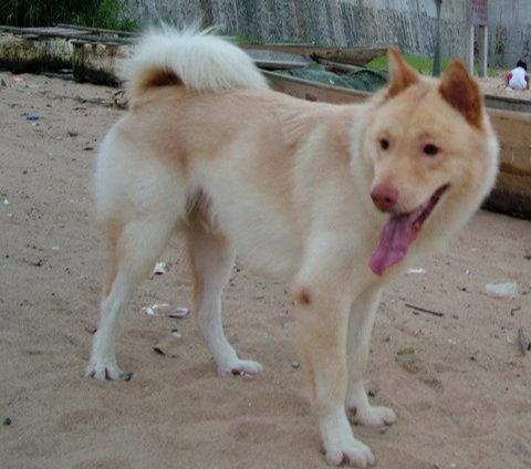 田园犬价格多少钱一只