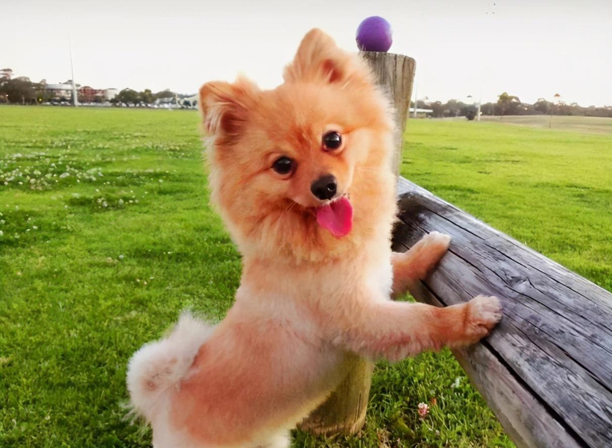 18种串串狗博美和吉娃娃哪个好