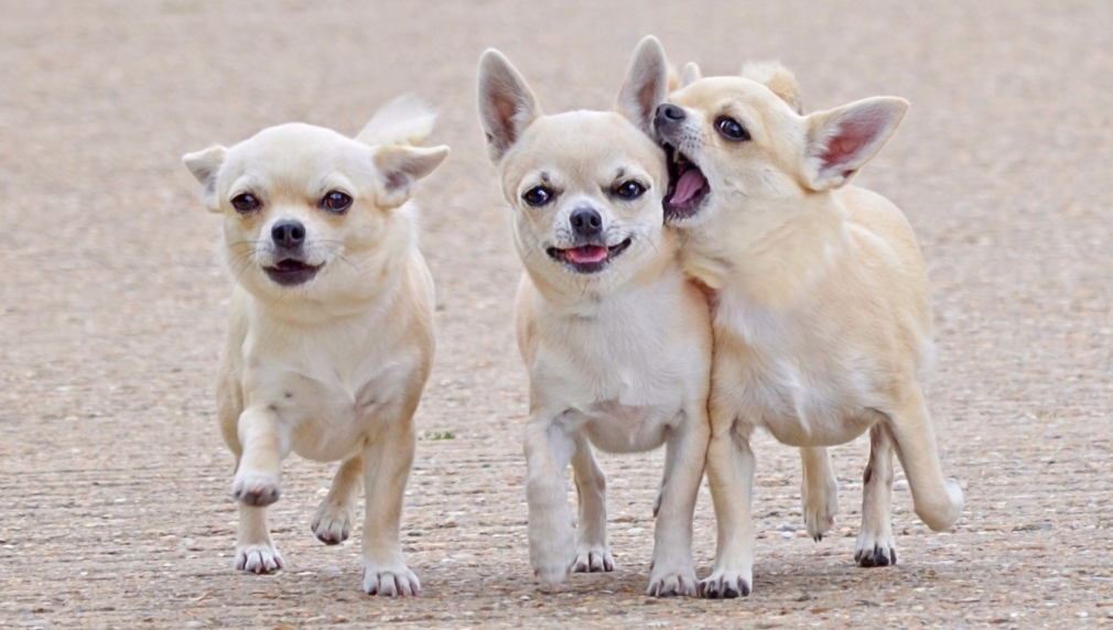 吉娃娃千万别养