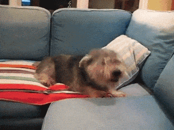 狗怕什么气味一闻就跑