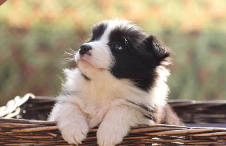 狗狗催尿最快速方法