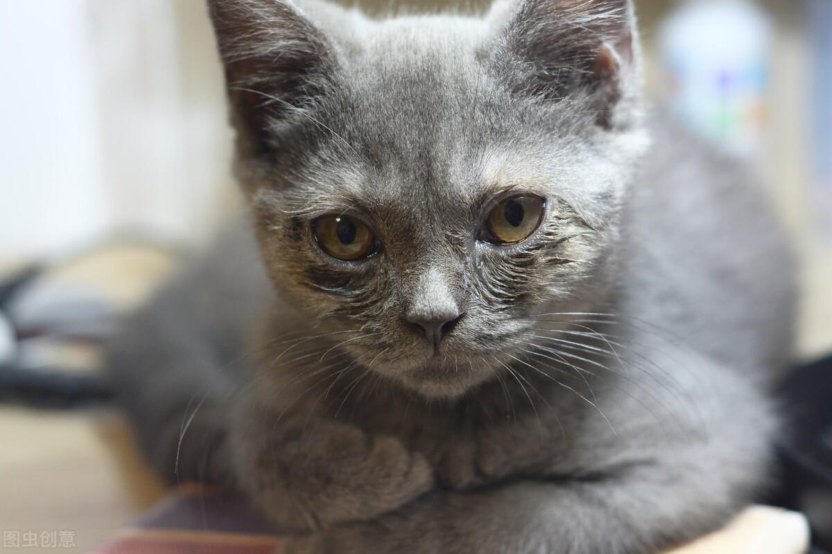 小奶猫流眼泪是怎么回事