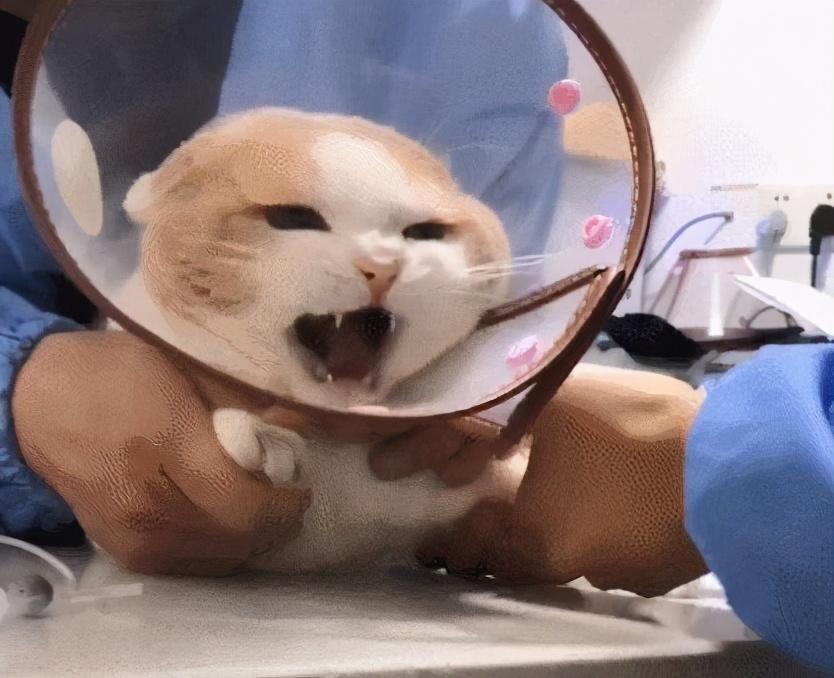 国家为什么禁止猫传腹441