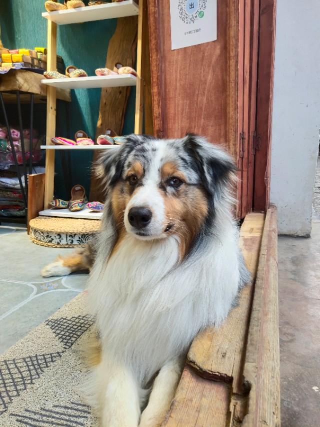 澳大利亚牧羊犬好养吗