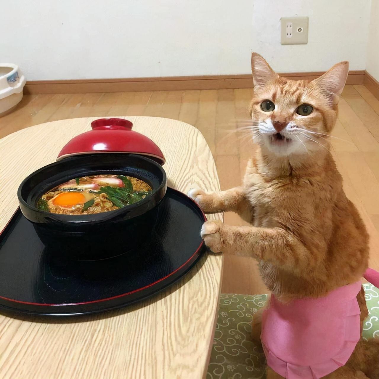 把土猫当宠物养的人都是傻子(土猫真的不适合家养吗）