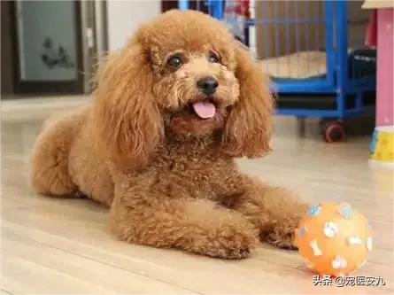 狗狗得了脑炎怎么办