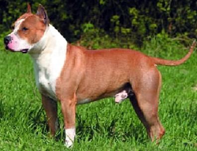 美国斯塔福犬多少钱一只