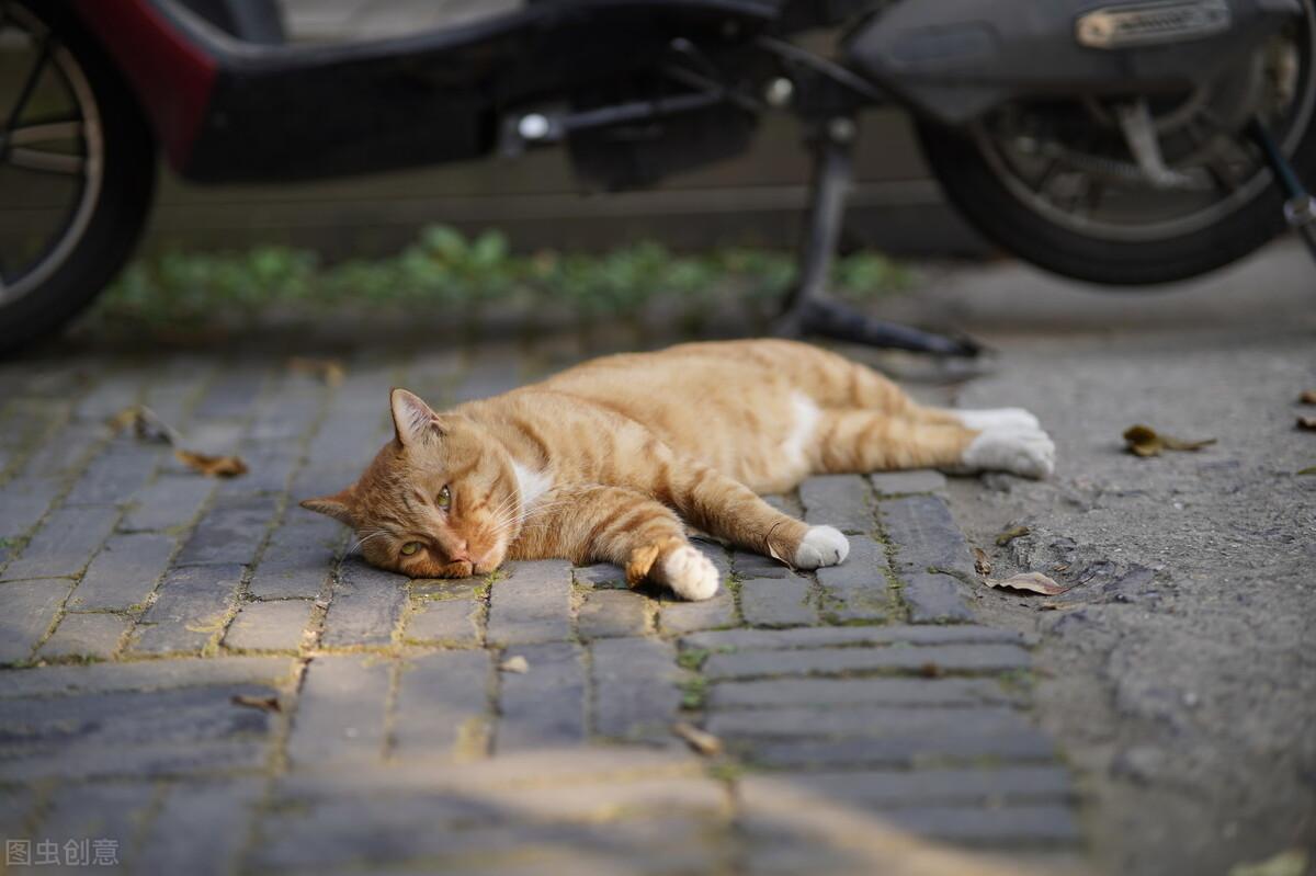 猫咪吐清水然后死了