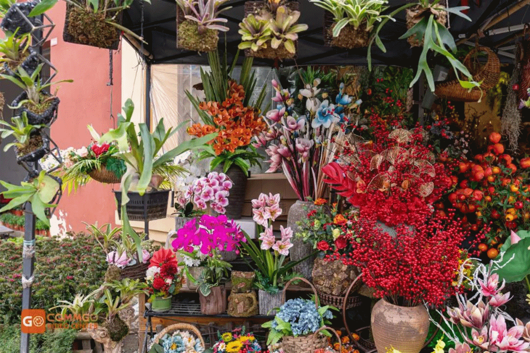 阿比西尼亚猫价格多少