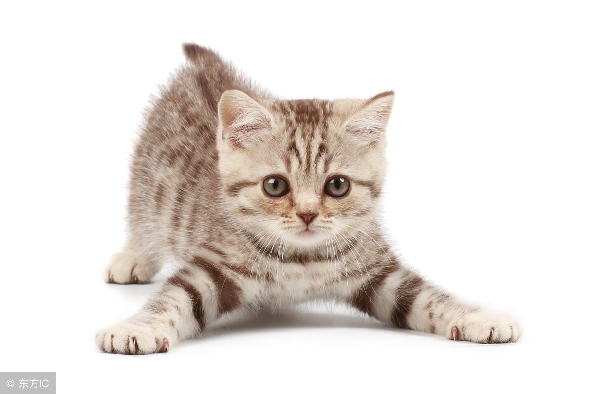 猫开脚是什么意思啊