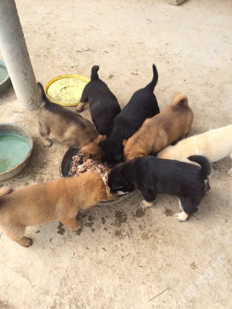 土狗苗批发多少钱一只