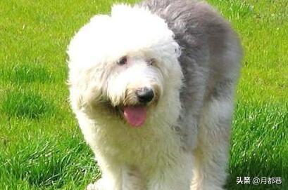 古牧价格是多少钱一只