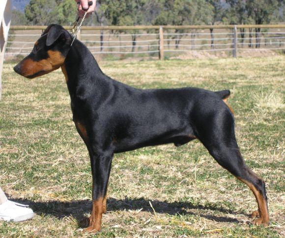 德国宾沙犬的生活习性